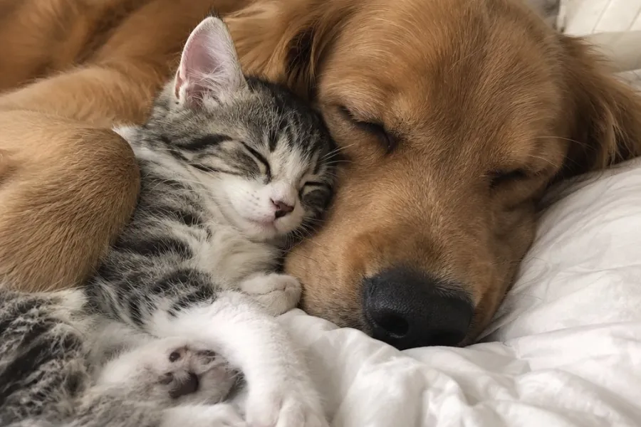 강아지와 고양이, 처음 합사할 때 지킨 다섯 가지