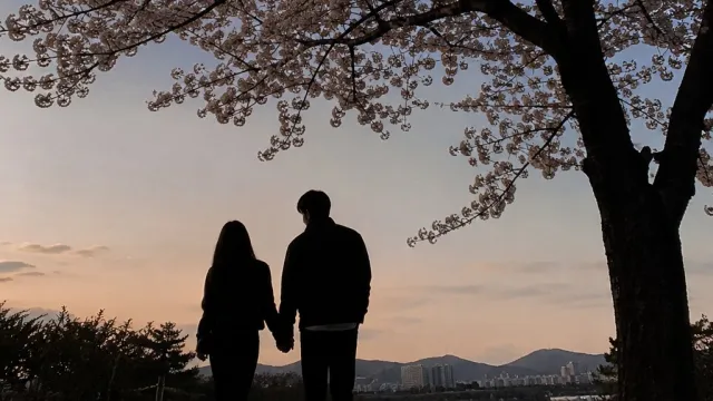 벚꽃이 지기 전에