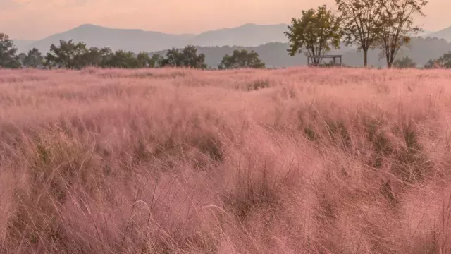 바람에 흔들리는 핑크뮬리 들판