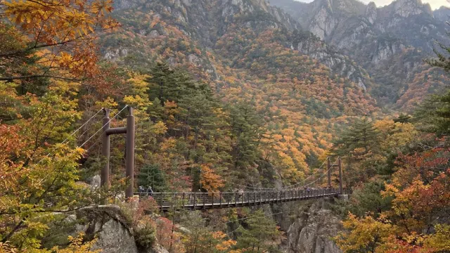 단풍 절정 계곡 따라 출렁다리 건너는 7km 코스